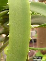 Aloe Arborescens (fam Asphodelacees) (Afrique du sud) (04) (Photo F. Mrugala)